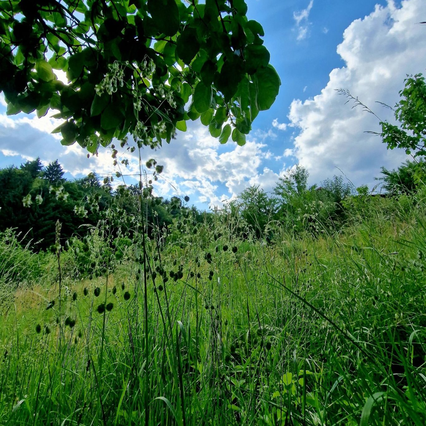 Amelks Gartenblick Grünes Feld mit wild wachsenden Pflanzen und einem blauen Himmel voller Wolken.