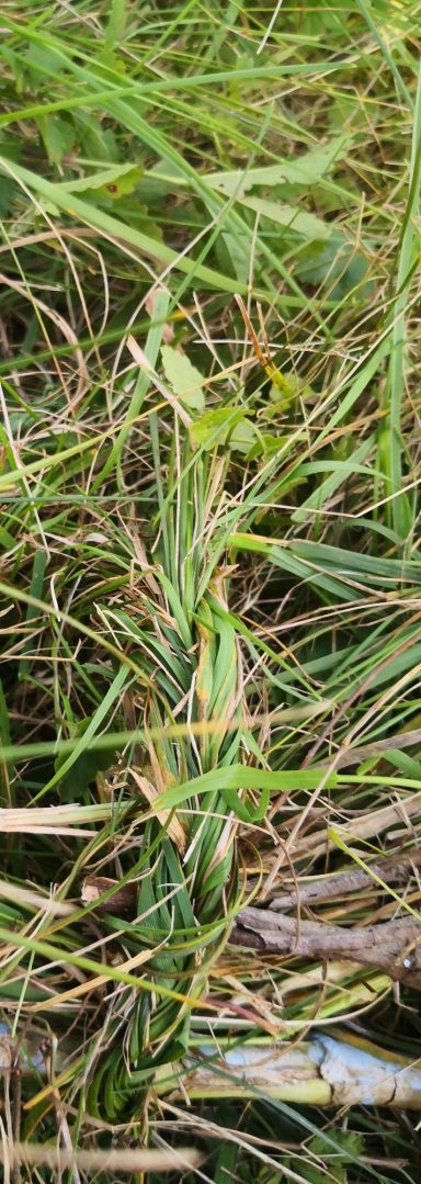 Gartenweg Ein schmaler Pfad durch üppiges, hohes Gras und Pflanzen.